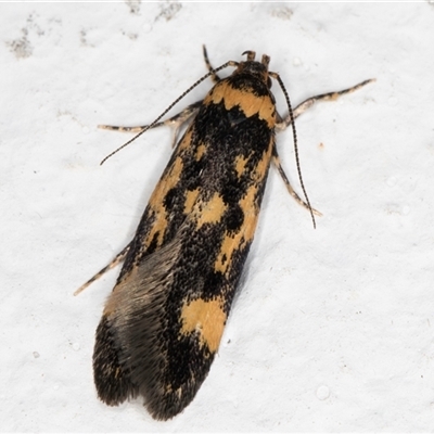 Diaphanta chryseres (Black and Yellow Barea) at Melba, ACT - 24 Sep 2024 by kasiaaus