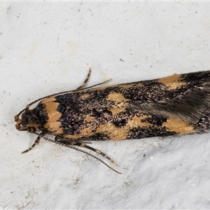 Diaphanta chryseres at Melba, ACT - 24 Sep 2024 10:55 PM