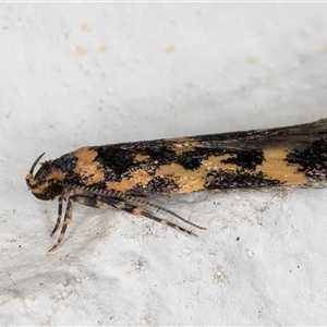 Diaphanta chryseres at Melba, ACT - 24 Sep 2024 10:55 PM