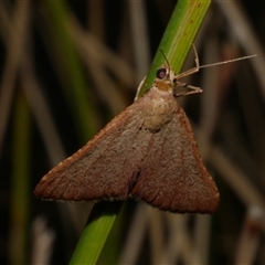 Endotricha pyrosalis (A Pyralid moth (Endotrichinae) at Freshwater Creek, VIC - 2 Feb 2021 by WendyEM