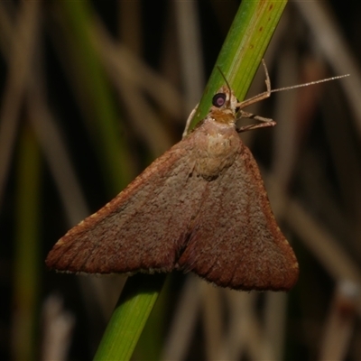 Endotricha pyrosalis (A Pyralid moth (Endotrichinae) at Freshwater Creek, VIC - 2 Feb 2021 by WendyEM