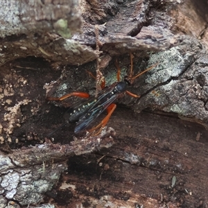 Echthromorpha intricatoria at Mongarlowe, NSW - 25 Sep 2024