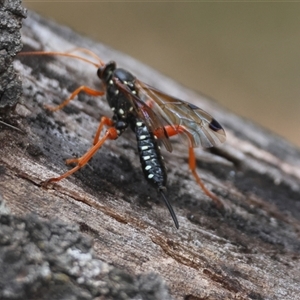 Echthromorpha intricatoria at Mongarlowe, NSW - 25 Sep 2024