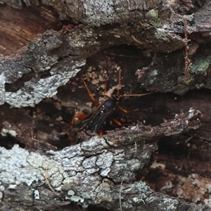 Echthromorpha intricatoria at Mongarlowe, NSW - 25 Sep 2024