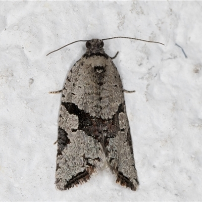 Sciaphila debiliana (A Tortricid moth) at Melba, ACT - 24 Sep 2024 by kasiaaus