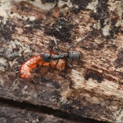 Iridomyrmex sp. (genus) (Ant) at Mongarlowe, NSW - 25 Sep 2024 by LisaH