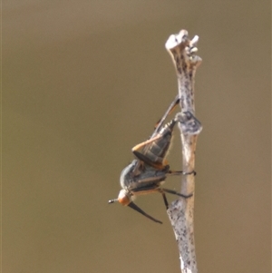 Empididae (family) at Mongarlowe, NSW - suppressed