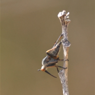 Unidentified True fly (Diptera) at Mongarlowe, NSW - 4 Sep 2024 by LisaH