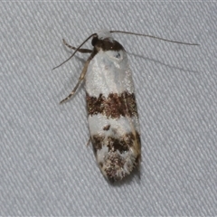 Euphiltra eroticella (A concealer moth) at Freshwater Creek, VIC - 16 Feb 2021 by WendyEM