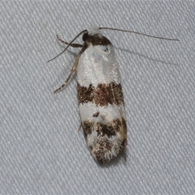 Euphiltra eroticella (A concealer moth) at Freshwater Creek, VIC - 16 Feb 2021 by WendyEM