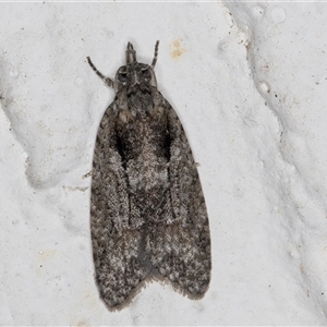 Palaeotoma styphelana at Melba, ACT - 24 Sep 2024 10:59 PM