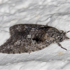 Palaeotoma styphelana at Melba, ACT - 24 Sep 2024