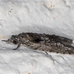 Palaeotoma styphelana at Melba, ACT - 24 Sep 2024