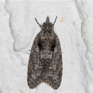 Palaeotoma styphelana at Melba, ACT - 24 Sep 2024