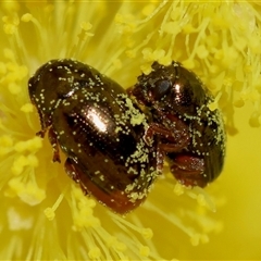 Unidentified Beetle (Coleoptera) at Mongarlowe, NSW - 4 Sep 2024 by LisaH