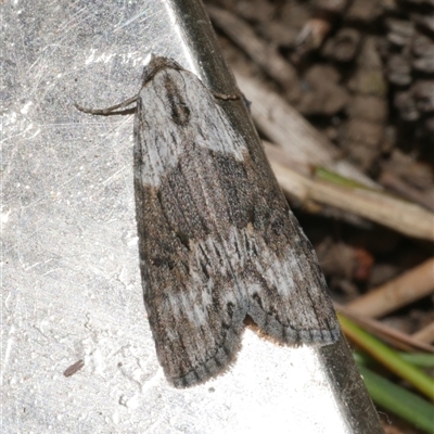 Calathusa allopis (Patched Calathusa) at Freshwater Creek, VIC - 15 Feb 2021 by WendyEM