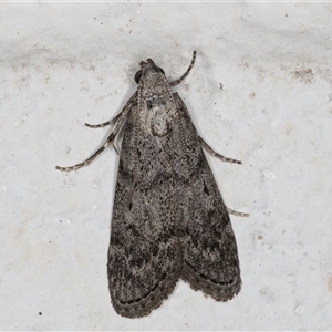 Heteromicta pachytera at Melba, ACT - 24 Sep 2024 11:00 PM