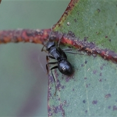 Polyrhachis phryne (A spiny ant) at Mongarlowe, NSW - 4 Sep 2024 by LisaH