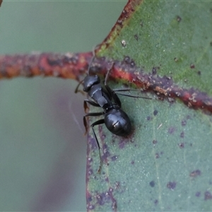 Polyrhachis phryne at Mongarlowe, NSW - suppressed