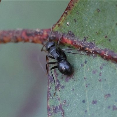 Polyrhachis phryne (A spiny ant) at Mongarlowe, NSW - 4 Sep 2024 by LisaH