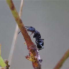 Polyrhachis phryne at Mongarlowe, NSW - suppressed