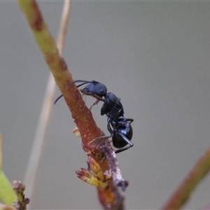 Polyrhachis phryne at Mongarlowe, NSW - suppressed