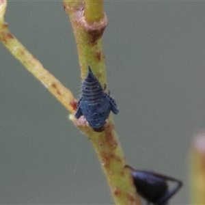 Polyrhachis phryne at Mongarlowe, NSW - suppressed