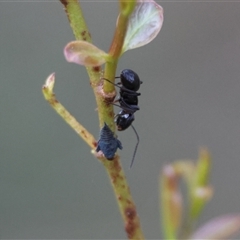 Polyrhachis phryne at Mongarlowe, NSW - suppressed