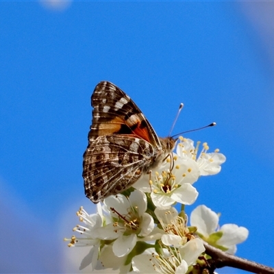 Vanessa kershawi (Australian Painted Lady) at Mongarlowe, NSW - 4 Sep 2024 by LisaH