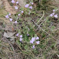 Euphrasia collina (Purple Eye-bright) at Mongarlowe, NSW - 5 Sep 2024 by LisaH