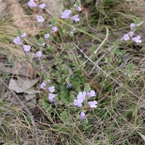 Euphrasia collina at Mongarlowe, NSW - 5 Sep 2024