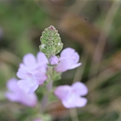 Euphrasia collina at Mongarlowe, NSW - 5 Sep 2024