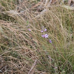 Euphrasia collina at Mongarlowe, NSW - 5 Sep 2024