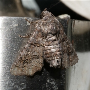 Pataeta carbo at Freshwater Creek, VIC - 18 Feb 2021 10:54 PM