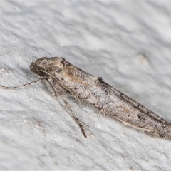 Epermenia exilis at Melba, ACT - 24 Sep 2024