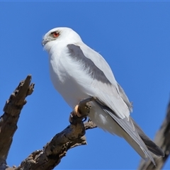 Elanus axillaris (Black-shouldered Kite) at Throsby, ACT - 3 Jul 2024 by TimL