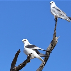 Elanus axillaris at Throsby, ACT - 3 Jul 2024