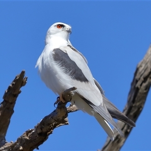 Elanus axillaris at Throsby, ACT - 3 Jul 2024