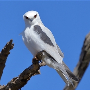 Elanus axillaris at Throsby, ACT - 3 Jul 2024