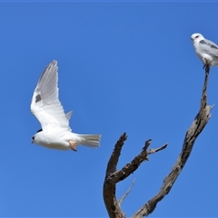 Elanus axillaris at Throsby, ACT - 3 Jul 2024