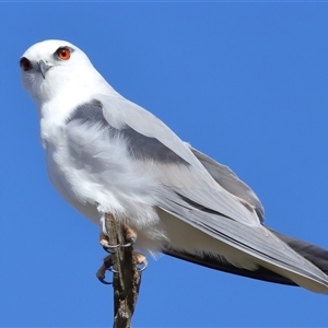 Elanus axillaris at Throsby, ACT - 3 Jul 2024