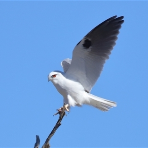 Elanus axillaris at Throsby, ACT - 3 Jul 2024