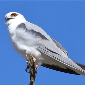 Elanus axillaris at Throsby, ACT - 3 Jul 2024