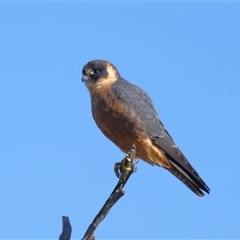 Falco longipennis (Australian Hobby) at Throsby, ACT - 3 Jul 2024 by TimL