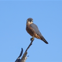 Falco longipennis at Throsby, ACT - 3 Jul 2024