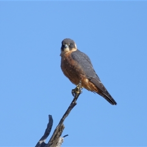 Falco longipennis at Throsby, ACT - 3 Jul 2024