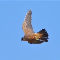 Falco longipennis at Throsby, ACT - 3 Jul 2024