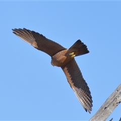 Falco longipennis at Throsby, ACT - 3 Jul 2024