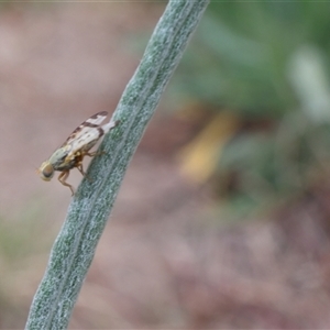 Sphenella ruficeps at Lyons, ACT - 25 Sep 2024 02:05 PM