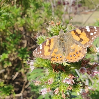 Vanessa kershawi (Australian Painted Lady) at Penrose, NSW - 23 Sep 2024 by Aussiegall